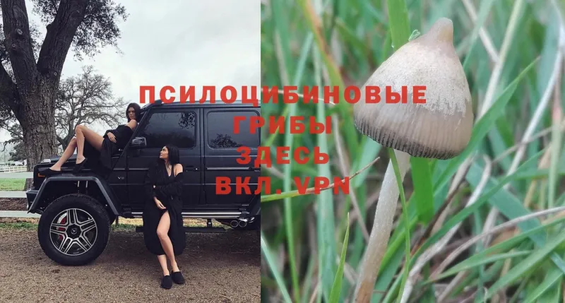 Псилоцибиновые грибы Psilocybe  Балабаново 